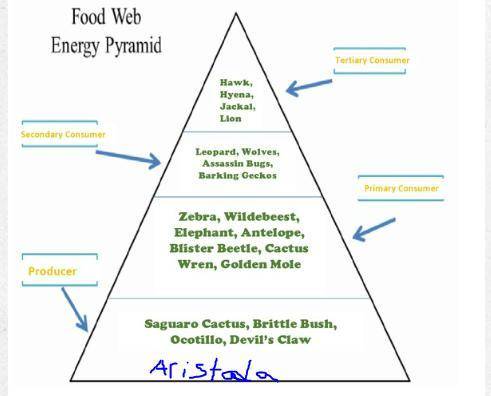 Can somemake a foodweb out of this Energy Pyramid?