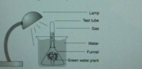 A student set up the lab experiment below. What gas would the student be collecting in the test tub