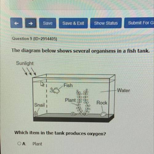 The diagram below shows several organisms in a fish tank.

Which item in the tank produces oxygen?