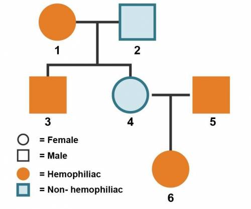 Hemophilia is a recessive, sex-linked, genetic disorder. A genetics counselor is meeting with membe