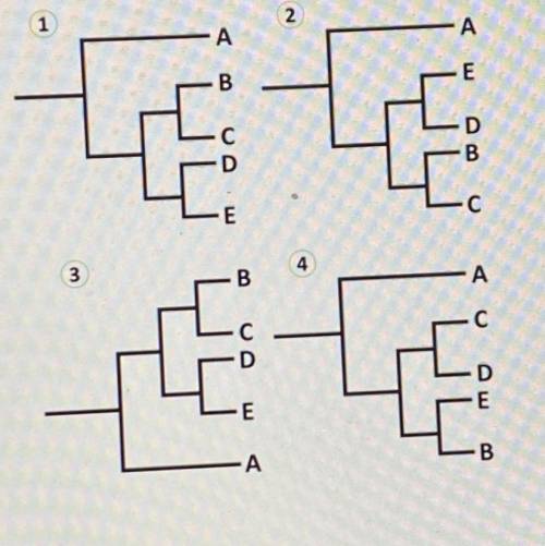 Which of these phylogenetic trees depicts a different evolutionary history than the others?

A. Tr