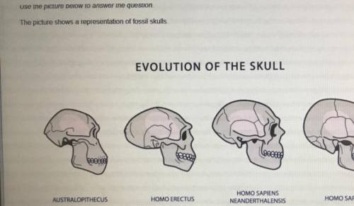 What do these skulls in the fossil record tell us about hominin evolution?

The nose became more p