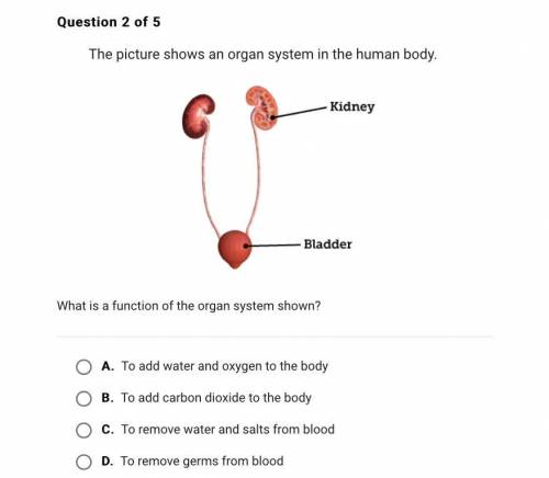 What is a function of the organ system shown?