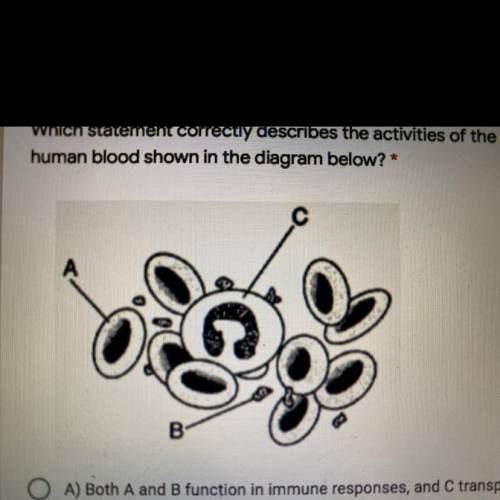 Which statement correctly describes the activities of the components of

human blood shown in the
