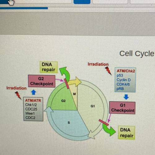 Which of the following statements about the cell cycle is not true?

A
All cells will go through t