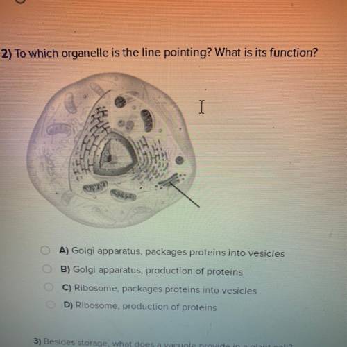 2) To which organelle is the line pointing? What is its function?

A) Golgi apparatus, packages pr