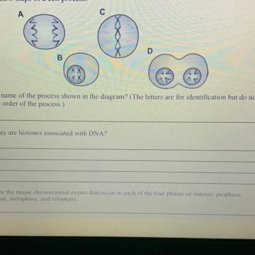 13. The diagrams show steps of a cell process.

What is the name of the process shown in the diagr
