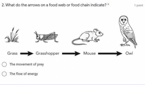 What do the arrows on a food web or food chain indicate?