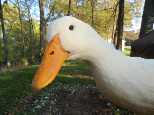 If u like ducks you are on the brainlly dis is my fav duck jr