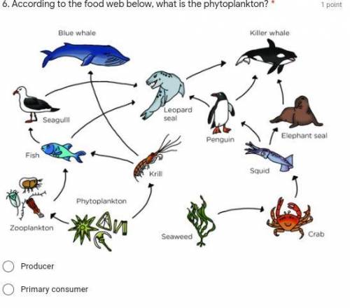 According to the food web below, what is the phytoplankton?