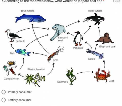 According to the food web below, what would the leopard seal be?