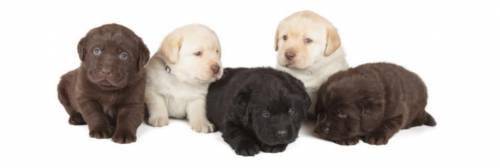 PUPPIES THIS WAS ON MY MATH ASSIGNMENT