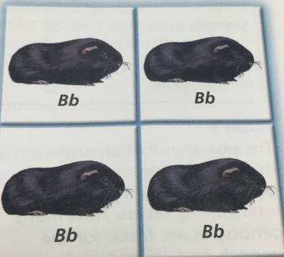 1. BB and bb
2. Bb and Bb
3. BB and BB
4. Bb and bb