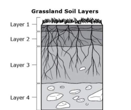 HELPPPPPPP QUICKKK

Which soil layer in the diagram above has the MOST nutrients available for pla
