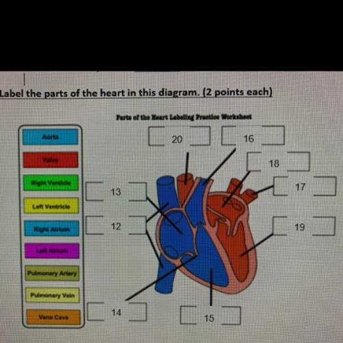 Label the parts of the heart in this diagram. (2 points each