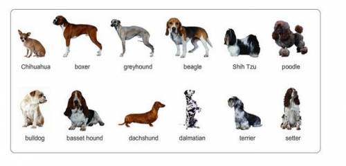 Use the dichotomous key to correctly identify each dog in the picture above.

1 a. Long hair dogs