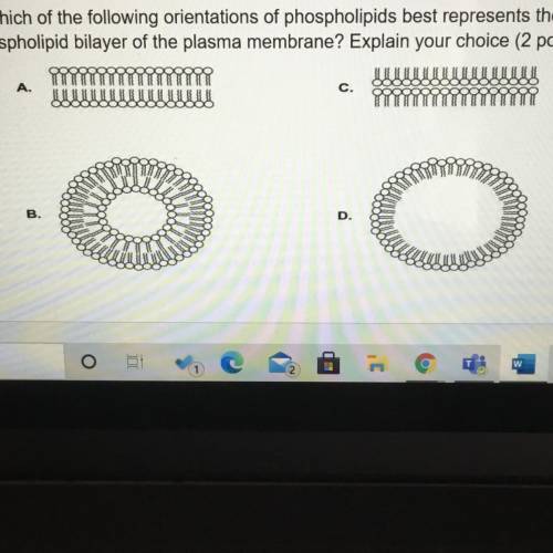 5-Which of the following orientations of phospholipids best represents the

phospholipid bilayer o