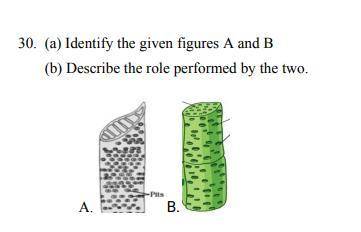 (a) Identify the given figures A and B
(b) Describe the role performed by the two.
