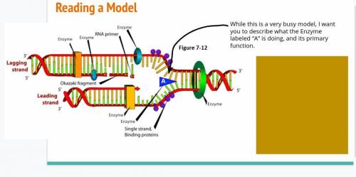 While this is a very busy model, I want you to describe what the Enzyme labeled “A” is doing, and i