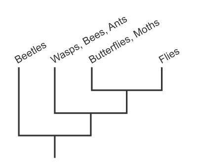 According to the cladogram, which organisms are the most primitive?