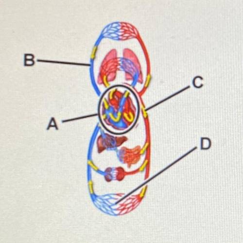 Identify the function of the labeled structures.

A:
B:
C:
D:
connects arteries and veins
brings b