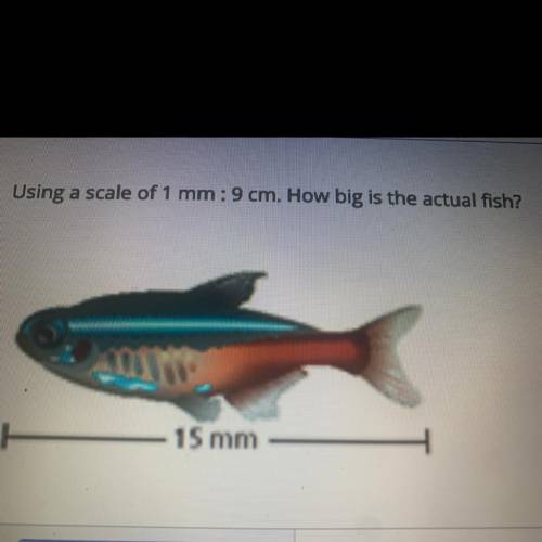 Using a scale of 1 mm: 9cm How big is the actual fish