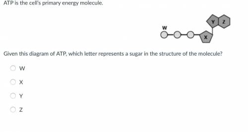 ATP is the cell’s primary energy molecule.

Given this diagram of ATP, which letter represents a s