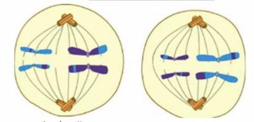 PLEASE HELP ME.!

This illustrates which stage of meiosis?
A) Anaphase II
B) Metaphase II
C) Proph