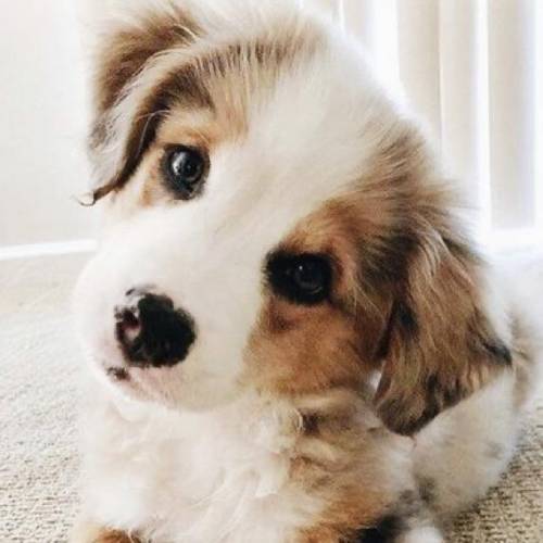 Isn’t this puppy so adorable?!