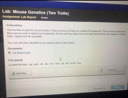 HELP

Lab: Mouse Genetics (Two Traits