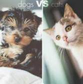 Cats or dogs?

I have a old dog, a puppy who always tries to eat people feet and a bunny who alway