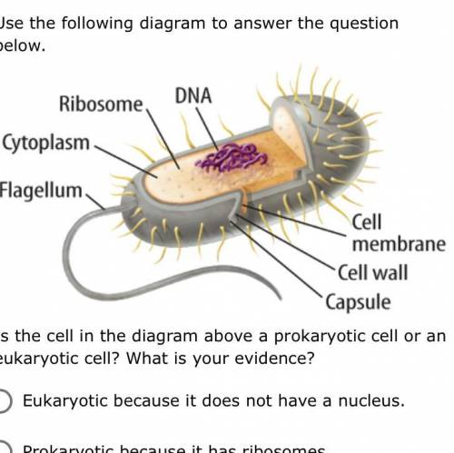 Use the following diagram to answer the question below.

Is the cell in the diagram above a prokar