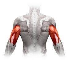 What is the name of the muscle shown in the image below?

Bicep
Deltoids
Tricep
All of the above