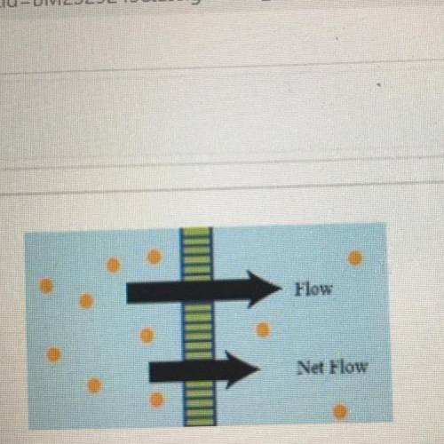 Describe the movement of molecules in the illustration