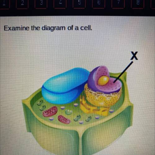 Examine the diagram of a cell.

Which organelle is marked with an X?
cell membrane
mitochondrion
n
