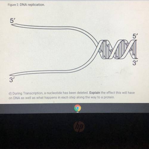 D) During Transcription, a nucleotide has been deleted. Explain the effect this will have

on DNA