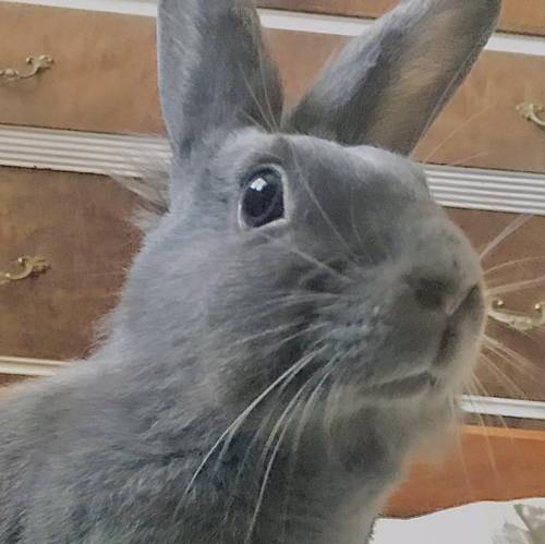 Here is a picture of my rabbit, her name is Bianca. Have a beautiful day :)