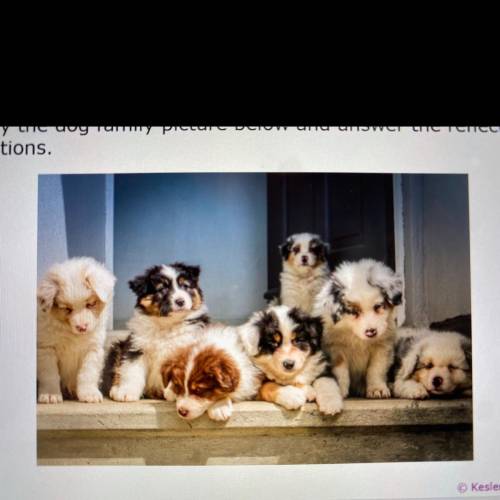 Study the dog family picture below and answer the reflection

questions.
What dominant traits do y