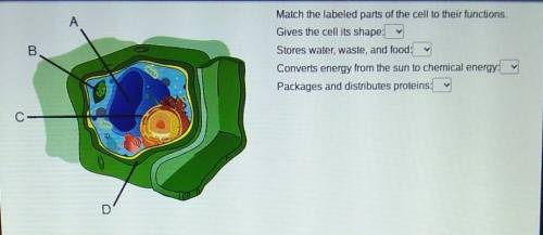 Match the labeled parts of the cell to their functions. Gives the cell its shape Stores water, wast