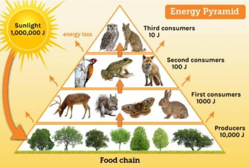 The diagram shows an energy pyramid.

Which two sentences best explain what happens to energy in t