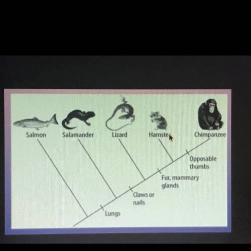 What do all of the species in this cladogram have in common?

A) they are all in the class archea