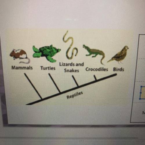 Based on the cladogram shown in the

image, which group has a common
trait that all the other grou