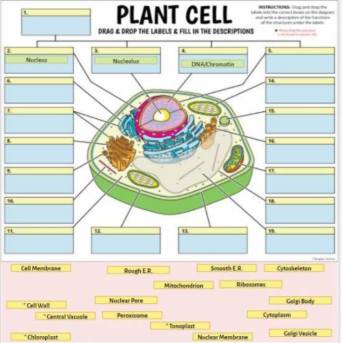 PLEASE HELP plant cell diagram