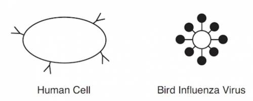 Proteins on the surface of a human cell and on a bird influenza virus are represented in the diagra