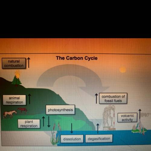 The diagram below shows many of the processes involved in the carbon cycle. Which of the processes
