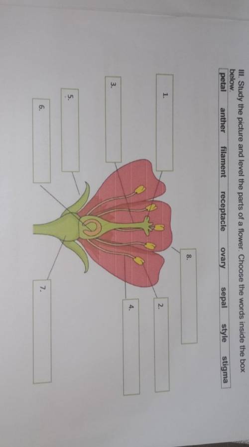 III. study the picture and level the parts of a flower. choose words inside the box​