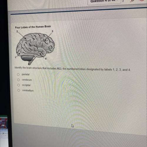 Identify the brain structure that includes ALL the numbered lobes designated by labels 1, 2, 3, and