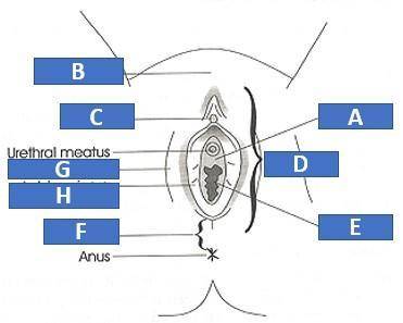 Identify the internal female reproductive structures.