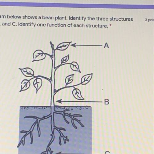 3 points

1. The diagram below shows a bean plant. Identify the three structures
labeled A, B, and