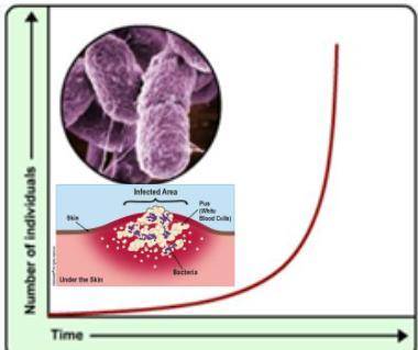 3. Describe how the number of bacteria changes over time. How does this graph help us understand ho